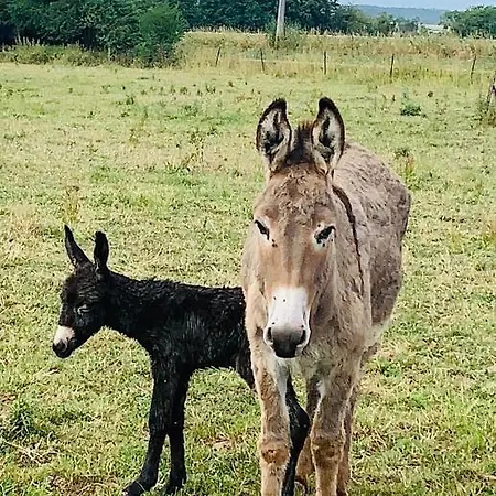 La Roulotte Du Pre En Bulles Et Produits Locaux De La Ferme A Labuissiere Campsite *